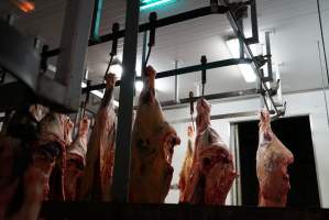 Carcasses in slaughterhouse chiller room - Gretna Quality Meats, Tasmania - Captured at Gretna Meatworks, Gretna TAS Australia.