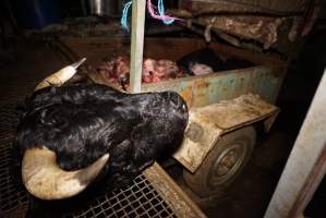 Severed bull's head - Truck trailer full of heads and body parts in background - Captured at Gretna Meatworks, Gretna TAS Australia.