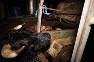 Severed bull's head - Truck trailer full of heads and body parts in background - Captured at Gretna Meatworks, Gretna TAS Australia.