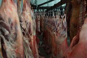 Carcasses in slaughterhouse chiller room - Gretna Quality Meats, Tasmania - Captured at Gretna Meatworks, Gretna TAS Australia.