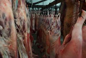 Carcasses in slaughterhouse chiller room - Gretna Quality Meats, Tasmania - Captured at Gretna Meatworks, Gretna TAS Australia.