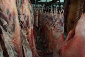 Carcasses in slaughterhouse chiller room - Gretna Quality Meats, Tasmania - Captured at Gretna Meatworks, Gretna TAS Australia.
