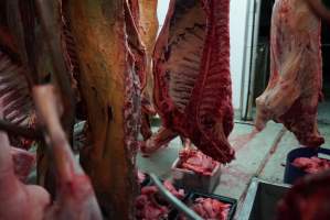Carcasses in slaughterhouse chiller room - Gretna Quality Meats, Tasmania - Captured at Gretna Meatworks, Gretna TAS Australia.