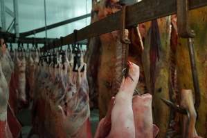 Carcasses in slaughterhouse chiller room - Gretna Quality Meats, Tasmania - Captured at Gretna Meatworks, Gretna TAS Australia.