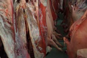 Carcasses in slaughterhouse chiller room - Gretna Quality Meats, Tasmania - Captured at Gretna Meatworks, Gretna TAS Australia.