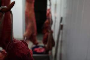 Carcasses in slaughterhouse chiller room - Gretna Quality Meats, Tasmania - Captured at Gretna Meatworks, Gretna TAS Australia.