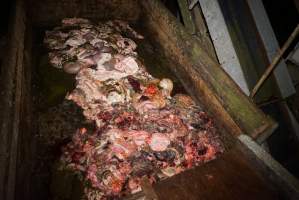 Dumpster full of guts and body parts - Gretna Quality Meats, Tasmania - Captured at Gretna Meatworks, Gretna TAS Australia.