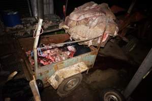 Truck trailer full of body parts and heads, pile of sheep skins above - Gretna Quality Meats, Tasmania - Captured at Gretna Meatworks, Gretna TAS Australia.