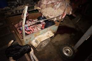 Truck trailer full of body parts and heads, pile of sheep skins above - Severed bull's head in foreground - Captured at Gretna Meatworks, Gretna TAS Australia.