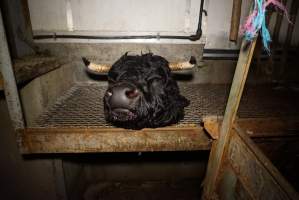 Severed bull's head - Placed by workers on platform, seemingly as a sort of trophy - Captured at Gretna Meatworks, Gretna TAS Australia.