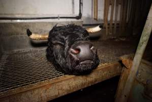 Severed bull's head - Placed by workers on platform, seemingly as a sort of trophy - Captured at Gretna Meatworks, Gretna TAS Australia.