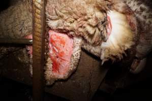 Sheep skin - Gretna Quality Meats, Tasmania - Captured at Gretna Meatworks, Gretna TAS Australia.