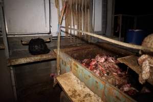 Severed bull's head on platform - Next to trailer full of body parts and heads - Captured at Gretna Meatworks, Gretna TAS Australia.