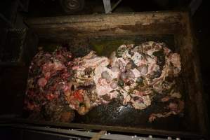 Dumpster full of guts and body parts - Gretna Quality Meats, Tasmania - Captured at Gretna Meatworks, Gretna TAS Australia.