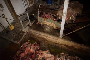 Severed bull's head, dumpster and trailer full of body parts, heads and guts - Gretna Quality Meats, Tasmania - Captured at Gretna Meatworks, Gretna TAS Australia.