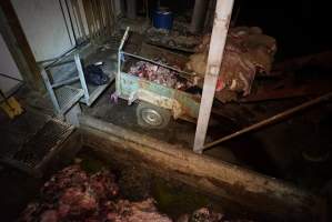 Severed bull's head, dumpster and trailer full of body parts, heads and guts - Gretna Quality Meats, Tasmania - Captured at Gretna Meatworks, Gretna TAS Australia.