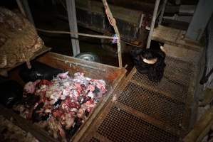 Severed bull's head on platform, trailer full of body parts and heads - Gretna Quality Meats, Tasmania - Captured at Gretna Meatworks, Gretna TAS Australia.