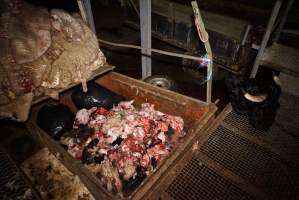 Severed bull's head, body parts and heads, sheep skins - Gretna Quality Meats, Tasmania - Captured at Gretna Meatworks, Gretna TAS Australia.