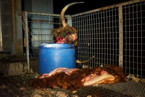 Severed bull's head and skin - Gretna Quality Meats, Tasmania - Captured at Gretna Meatworks, Gretna TAS Australia.