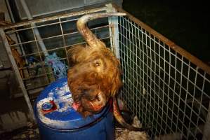 Severed bull's head - Gretna Quality Meats, Tasmania - Captured at Gretna Meatworks, Gretna TAS Australia.