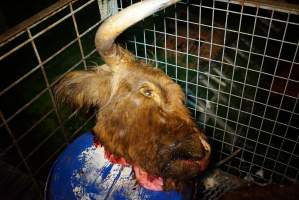 Severed bull's head - Gretna Quality Meats, Tasmania - Captured at Gretna Meatworks, Gretna TAS Australia.