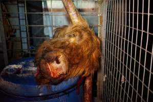 Severed bull's head - Gretna Quality Meats, Tasmania - Captured at Gretna Meatworks, Gretna TAS Australia.