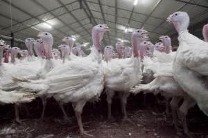 Australian turkey farming - Close to slaughter weight - Captured at Ingham Turkey Farm, Marulan NSW Australia.