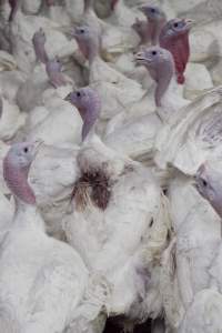 Australian turkey farming - Close to slaughter weight - Captured at Ingham Turkey Farm, Marulan NSW Australia.