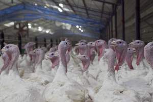 Australian turkey farming - Close to slaughter weight - Captured at Ingham Turkey Farm, Marulan NSW Australia.