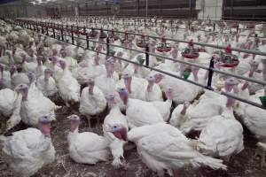 Australian turkey farming - Close to slaughter weight - Captured at Ingham Turkey Farm, Marulan NSW Australia.