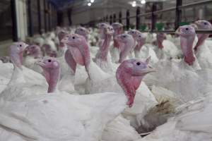 Australian turkey farming - Close to slaughter weight - Captured at Ingham Turkey Farm, Marulan NSW Australia.