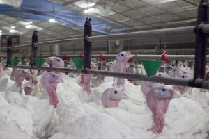 Australian turkey farming - Close to slaughter weight - Captured at Ingham Turkey Farm, Marulan NSW Australia.