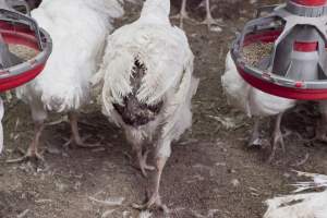 Australian turkey farming - Close to slaughter weight - Captured at Ingham Turkey Farm, Marulan NSW Australia.