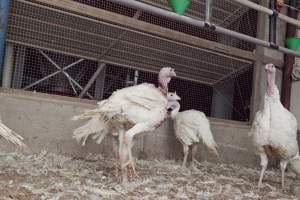 Australian turkey farming - Close to slaughter weight - Captured at Ingham Turkey Farm, Marulan NSW Australia.
