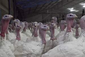 Australian turkey farming - Close to slaughter weight - Captured at Ingham Turkey Farm, Marulan NSW Australia.