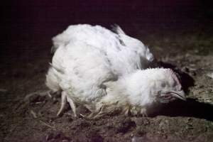 Broiler (meat) chickens, approx 7 weeks old - Close to slaughter weight - Captured at Unknown Red Lea Broiler Farm, Marulan NSW Australia.