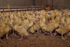 Young ducklings - Australian duck farming - Captured at Tinder Creek Duck Farm, Mellong NSW Australia.