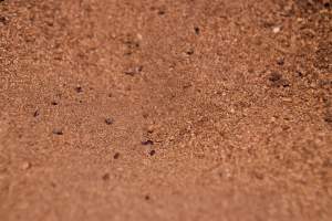 Floor full of bugs - Australian duck farming - Captured at Tinder Creek Duck Farm, Mellong NSW Australia.