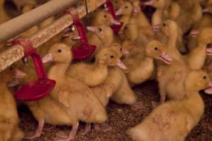 Young ducklings - Australian duck farming - Captured at Tinder Creek Duck Farm, Mellong NSW Australia.