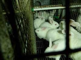 Rabbit farming at Baldivis Rabbits WA - Captured at Baldivis Rabbits, Baldivis WA Australia.