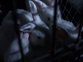 Rabbit farming at Baldivis Rabbits WA - Captured at Baldivis Rabbits, Baldivis WA Australia.
