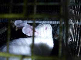Rabbit farming at Baldivis Rabbits WA - Captured at Baldivis Rabbits, Baldivis WA Australia.