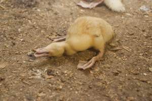 Australian duck farming - Captured at Tinder Creek Duck Farm, Mellong NSW Australia.
