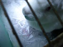Rabbit farming at Baldivis Rabbits WA - Captured at Baldivis Rabbits, Baldivis WA Australia.