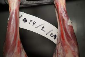Cradoc Hill Abattoir - Huon Valley Meat Co - Captured at Skyview Processing Abattoir, Cradoc TAS Australia.