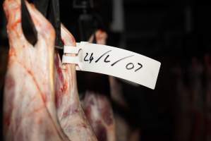 Cradoc Hill Abattoir - Huon Valley Meat Co - Captured at Skyview Processing Abattoir, Cradoc TAS Australia.