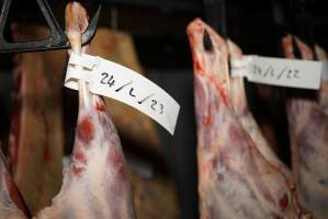 Cradoc Hill Abattoir - Huon Valley Meat Co - Captured at Skyview Processing Abattoir, Cradoc TAS Australia.