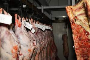 Cradoc Hill Abattoir - Huon Valley Meat Co - Captured at Skyview Processing Abattoir, Cradoc TAS Australia.