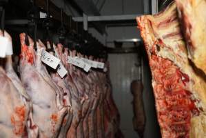 Cradoc Hill Abattoir - Huon Valley Meat Co - Captured at Skyview Processing Abattoir, Cradoc TAS Australia.