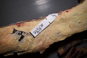 Cradoc Hill Abattoir - Huon Valley Meat Co - Captured at Skyview Processing Abattoir, Cradoc TAS Australia.